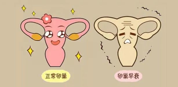 怎麽知道卵巢功能好不好？關鍵要看這幾項指標