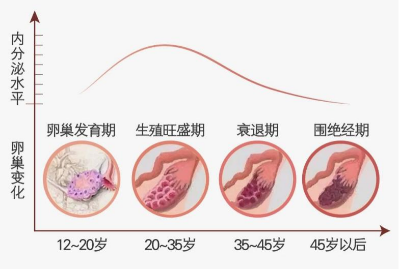 假如卵巢也有自拍照,看看它是如何变老的？