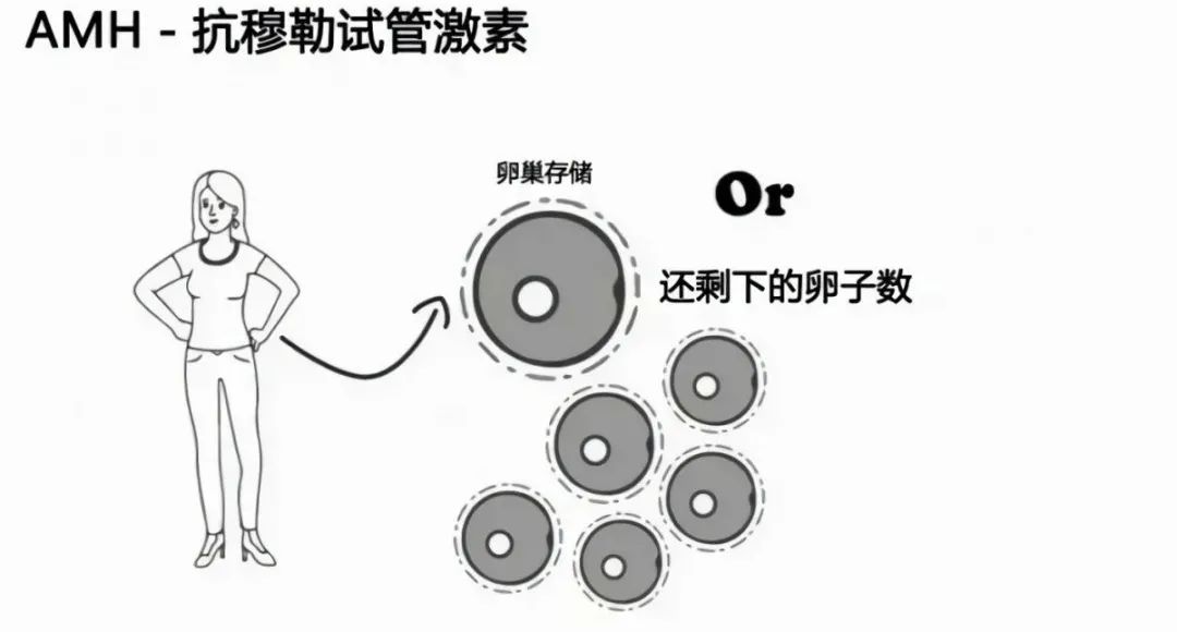 AMH数值的高低代表什么？AMH与卵巢功能的关系揭秘