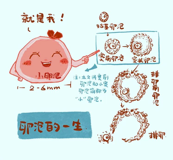 解讀 AMH （抗缪勒氏管激素）——這下徹底記住了