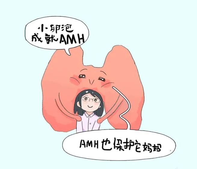解讀 AMH （抗缪勒氏管激素）——這下徹底記住了