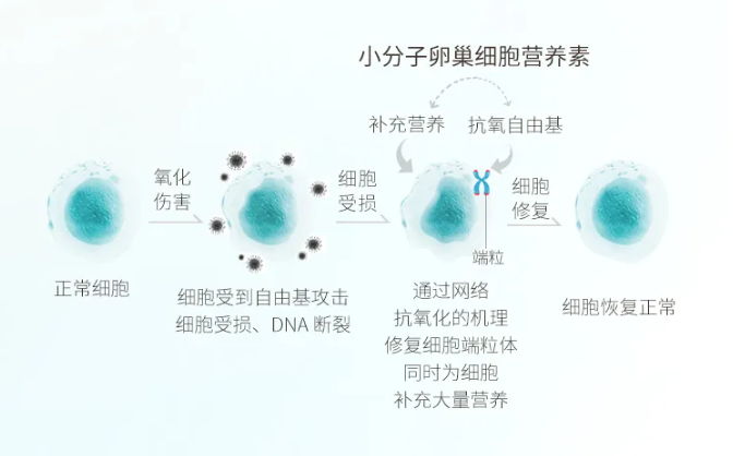 科普|什麽是KB-120小分子卵巢細胞營養素？
