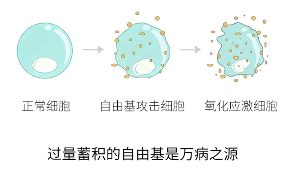 科普|什麽是KB-120小分子卵巢細胞營養素？